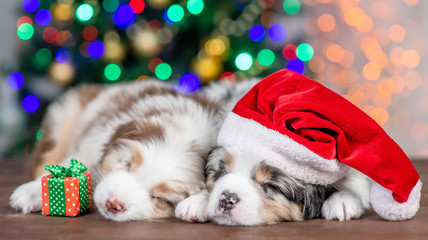 Fototapeta na wymiar Two Australian shepherd puppies wearing red santa`s hat sleep together on festive Christmas background with gift box