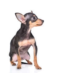 Toy terrier puppy sits and looks away and up. Isolated on white background
