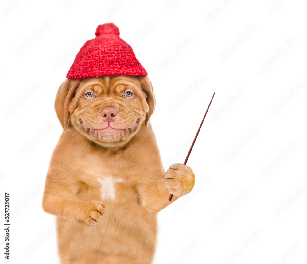 Poster smiling puppy wearing a warm hat points away on empty space. isolated on white background
