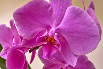 Pink orchid close up view background.