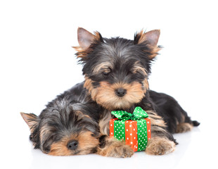 Two Yorkshire terrier puppies lie with gift box. Isolated on white background