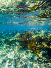 Fototapeta na wymiar coral under water