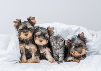 Group of Yorkshire terrier puppies and kitten lie together under warm blanket on the bed