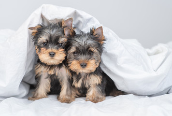 Two Yorkshire terrier puppies lie under warm blanket on the bed. Empty space for text