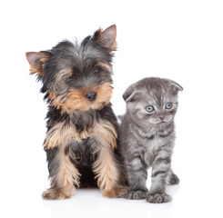 Yorkshire Terrier puppy and kitten  stand together in front view and look at camera. Isolated on white background