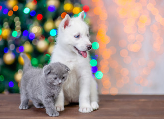 Fototapeta na wymiar White siberian husky and baby kitten sit together on a background of the Christmas tree. Empty space for text