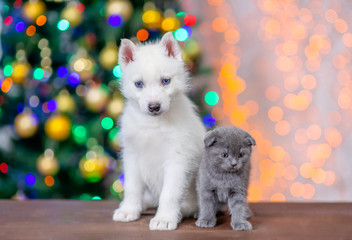 Fototapeta na wymiar White siberian husky and baby kitten sit together on a background of the Christmas tree and look at camera