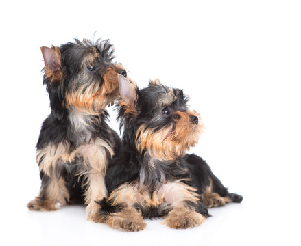 Two Yorkshire Terrier puppies sit and look away together on empty space. Isolated on white background