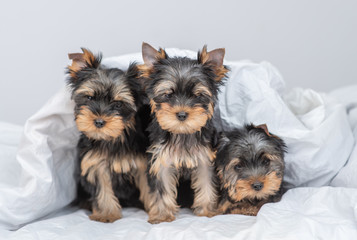 Group Yorkshire terrier puppies lie under warm blanket on the bed