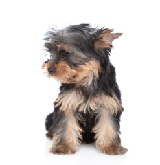 Yorkshire Terrier puppy sits and looks away on empty space. Isolated on white background