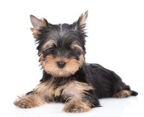 Yorkshire Terrier puppy lies in front view and looks at camera. Isolated on white background