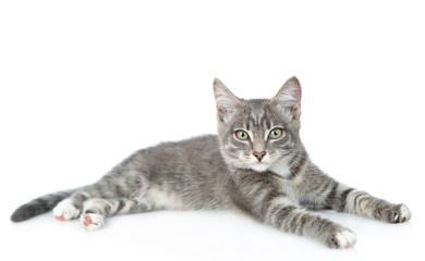 Curious cat lies and looks at camera. isolated on white background