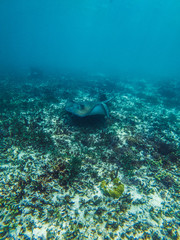 Fototapeta na wymiar Stingray under water and coral