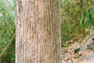 Teak tree in the forest	
