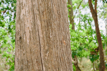 Teak tree in the forest	