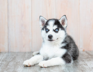 Blue-eyed Siberian husky puppy lies on the floor at home. Empty space for text