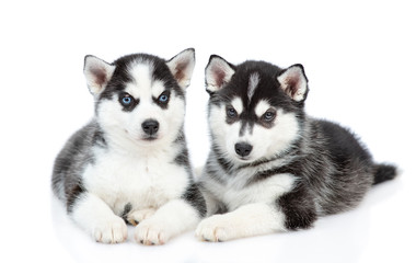 Two Siberian Husky puppies lie together in front view and look at camera. isolated on white background