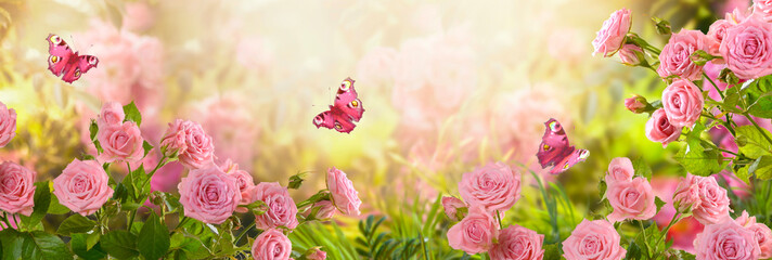 Fabulous blooming pink rose flower summer garden and flying fantasy peacock eye butterflies on...