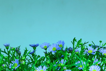 Blue daisy flowers field with light blue background. Spring and summer floral background template.