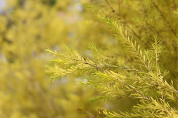 beautiful autumn macro yellow leaves background blurred