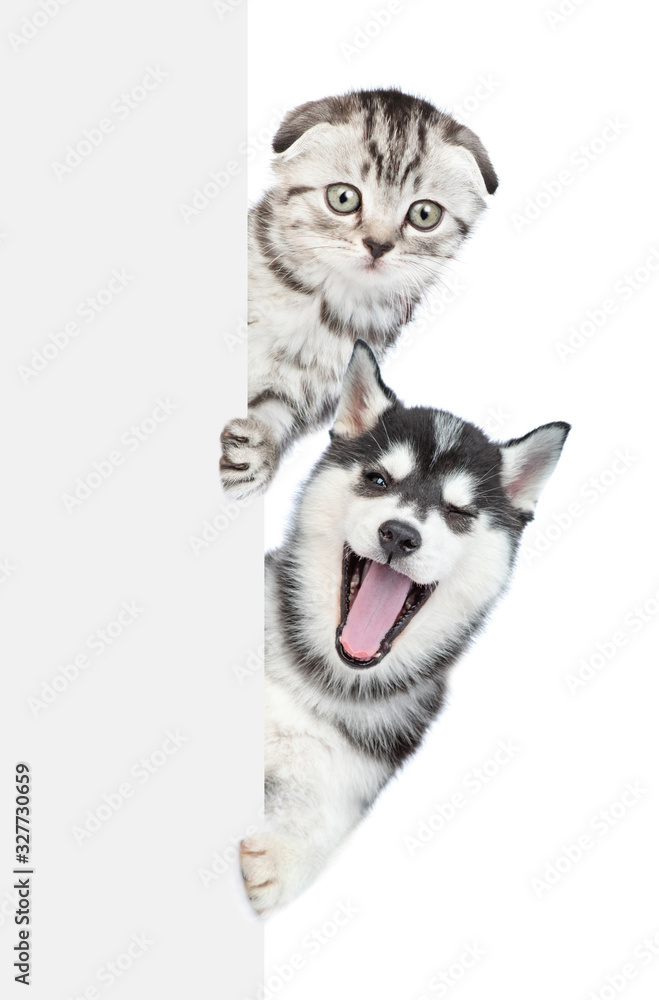 Poster laughing husky puppy winks with open mouth from behind empty white banner with tiny tabby kitten. is
