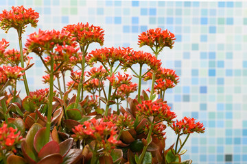 beautiful red flowers at horizontal composition