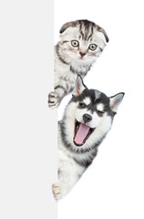 Laughing husky puppy winks with open mouth from behind empty white banner with tiny tabby kitten. ...