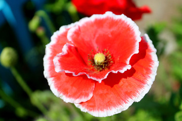 flower red poppy close-up, great design for any purposes. Colorful decoration. Spring floral background. Bright macro color. Floral ornament. Flower background. White background.