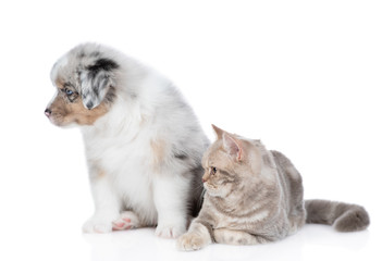 Obraz premium Adult british cat and Australian shepherd puppy look away together. isolated on white background