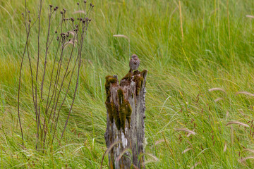 Bird on a stump