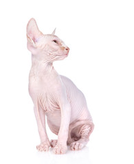 Sphynx kitten sits and looks away and up. isolated on white background