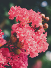 pink flowers in the garden