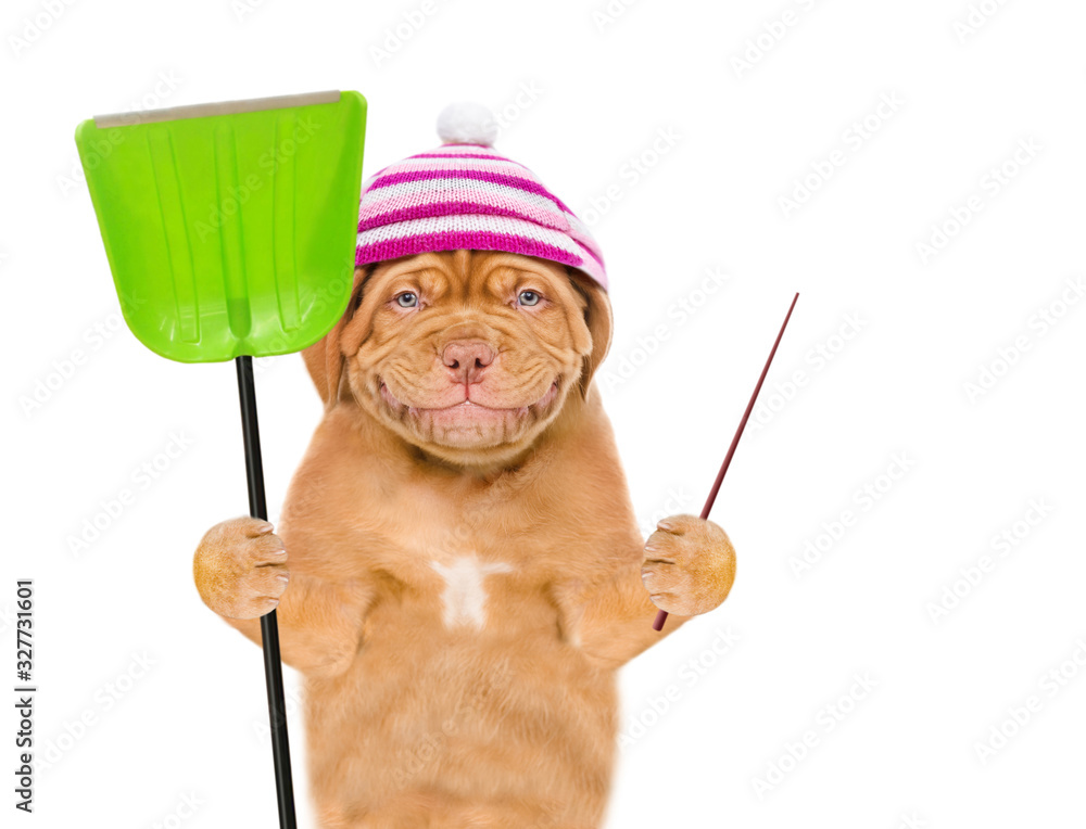 Poster smiling puppy wearing a warm hat holds a winter shovel and points away on empty space. isolated on w