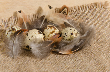 Quail eggs on a rough burlap cloth with beautiful feathers on a wooden surface background.