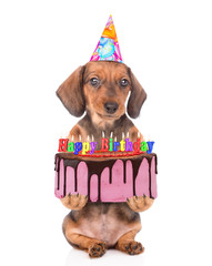 Dachshund puppy wearing a party`s hat holds birthday cake with many burning candles. isolated on...
