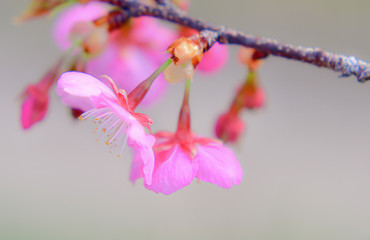 Fototapeta premium 桜の季節