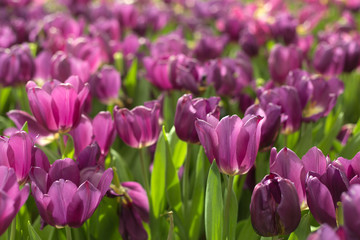 Purple tulip flower on blur background. Spring background.