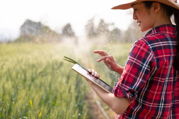 Farmer barley crop field plantation checking quality and water system control by tablet agriculture...
