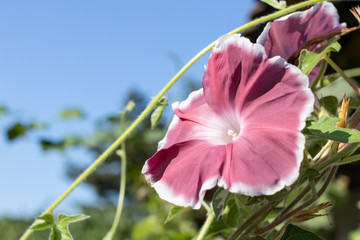 One large open flower of a climbing plant of the 'Chocolate' Mor
