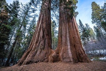 Massive trees in Sequoias National Park