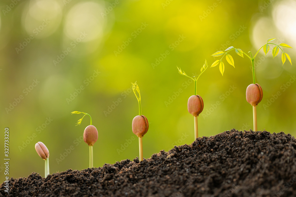 Sticker Green sprout growing in soil with outdoor sunlight and green blur background. Growing and environment concept