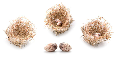 Two eggs of zebra dove birds in brown dry grass nest isolated on white