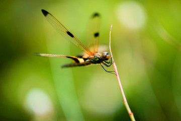 Yellow-striped Flutterer Dragonfly also known as Rhyothemis phyllis.