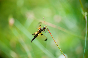 Yellow-striped Flutterer Dragonfly also known as Rhyothemis phyllis.