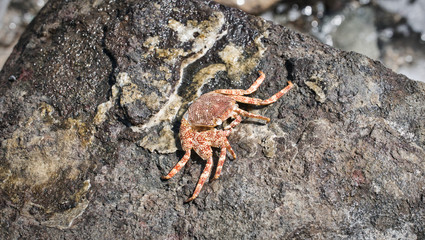 crab on the beach