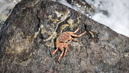 crab on the beach