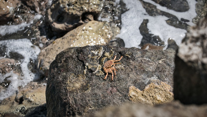 crab