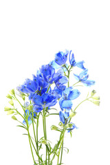 deep blue flowers of delphinium isolated on a white background