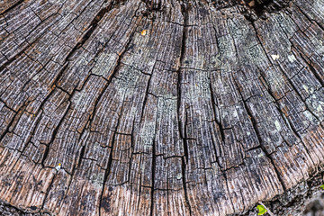 Top of old tree stump with texture in grey