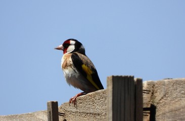 Goldfinch perched on fence